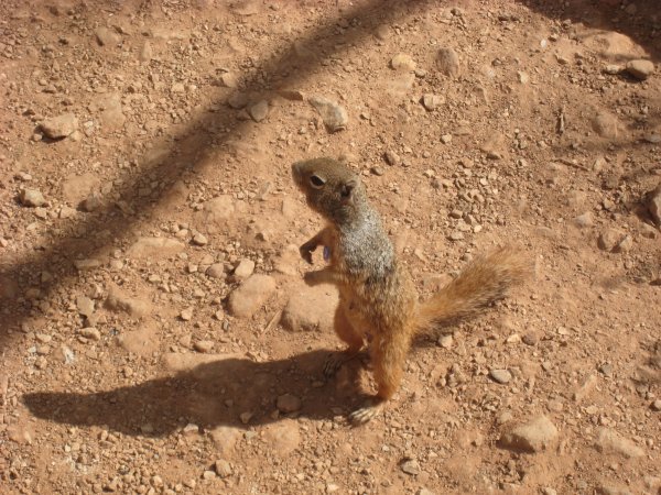 Squirrel down in the canyon