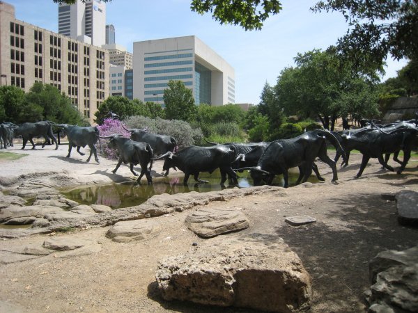 In the city of Dallas, some bulls running