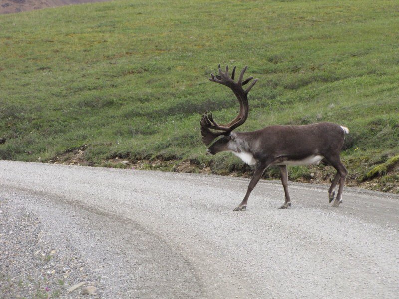 Why did the Caribou cross the road?