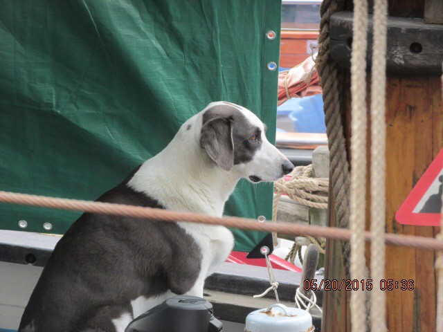 Boat dog on guard