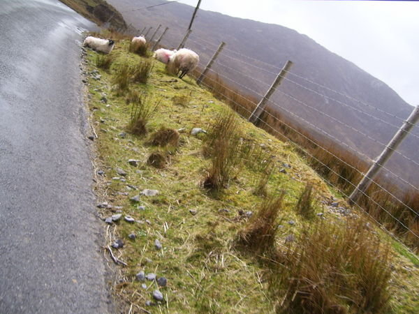 Sheep in the road!!!