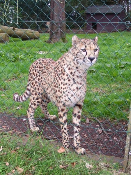 A cheetah!!!