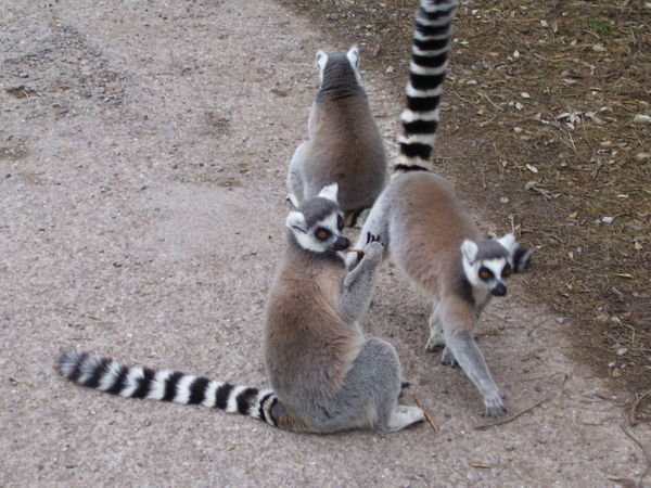 Group of Lemurs!!!