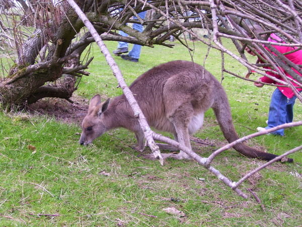 This kid was getting really close to the Kangaroo!