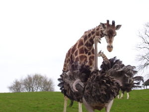 Giraffe and an ostriche fighting