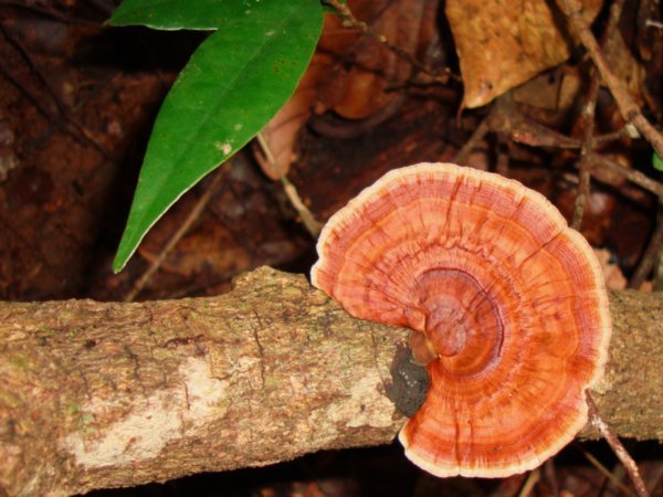 Cool wild mushroom