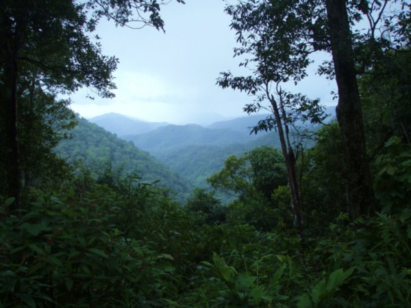 Jungle Mountain View