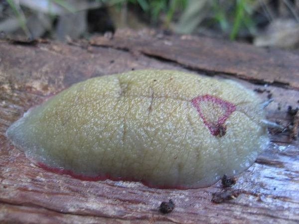 Giant Slug