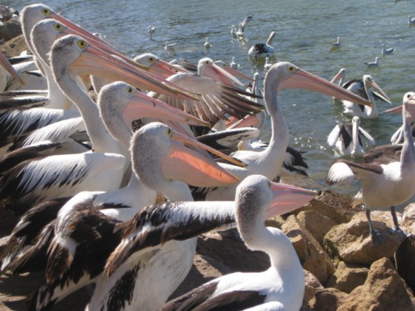 Pelican Feeding