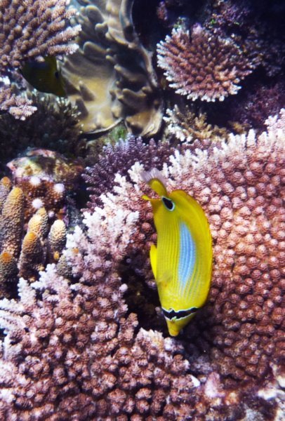 Blue-dash Butterfly Fish