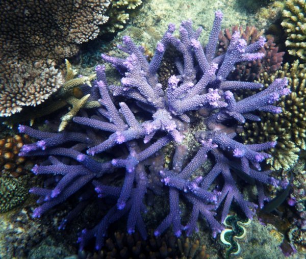 Branching Hard Coral | Photo