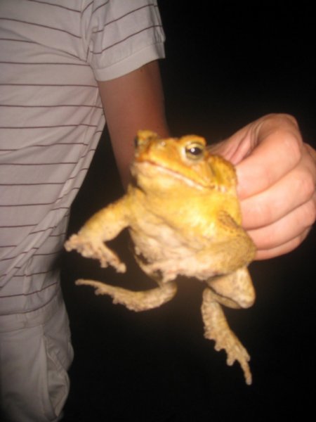 Queensland Cane Toad