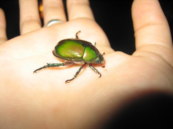 Emerald green scarab beetle