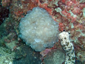 Bubble Coral w/ Sea Cucumber Friend