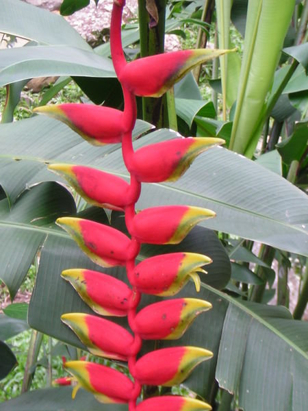 Crab Claw Flower | Photo