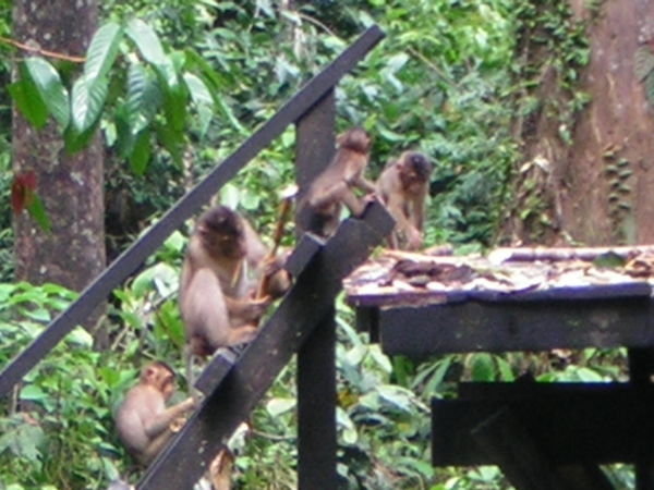 Monkey Invaders