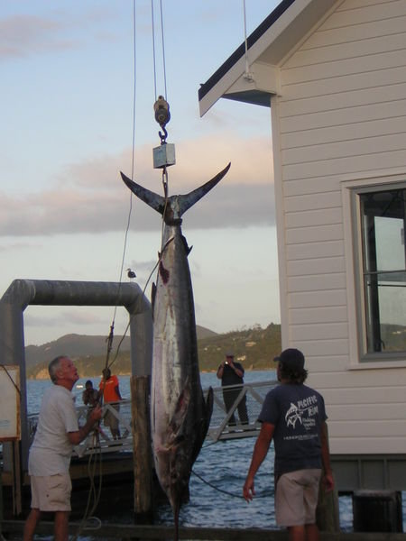 And the Marlin weighed....