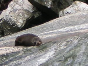 Fur Seal up close