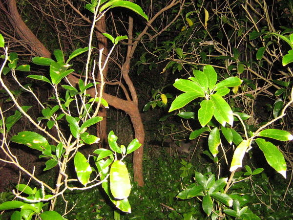 A 'Where's Wally' type picture of a possum