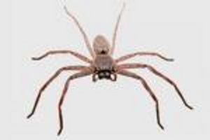 The Huntsman Spider!!!