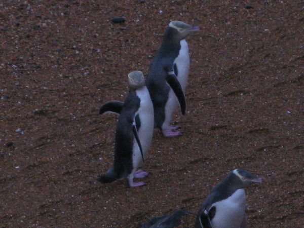 More Penguins