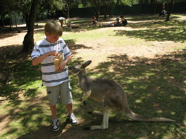 Avery and his Kangaroo Friend