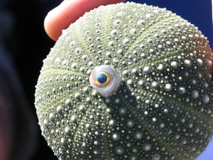 Art = Seaurchin Shell - Fish Eyes