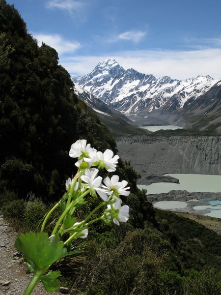 Mt Cook and the beautiful Mt Cook Lily.