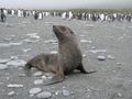 Curious Fur Seal