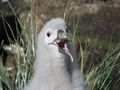 Black Browed Albatross Chick