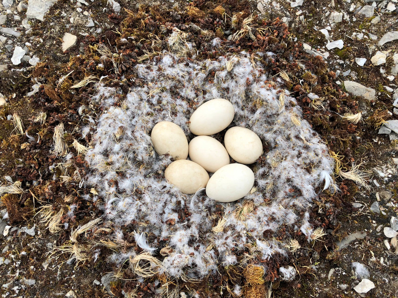 Snow Goose Nest