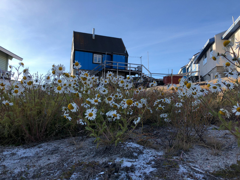 Local houses in Uummaanaq