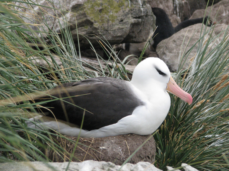 The Black browed albatross