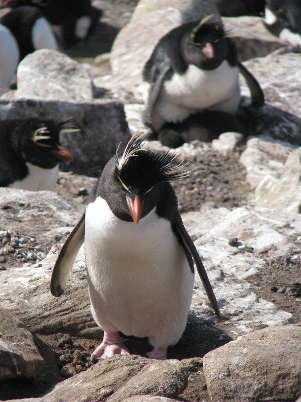 The Rockhopper Colony