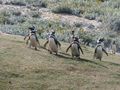 The Magellanic Penguins