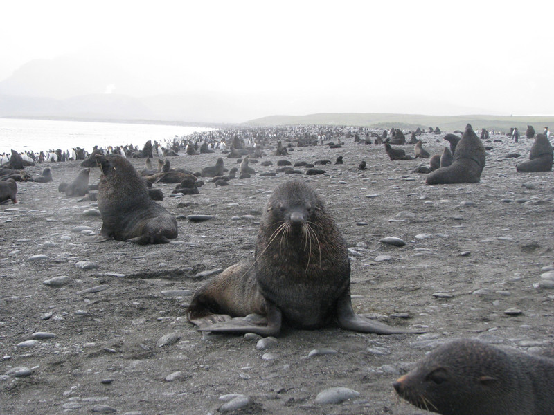 Fur Seal Beach