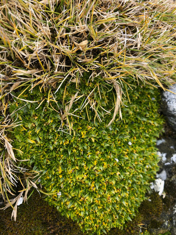 Hare Grass & Pearlwort