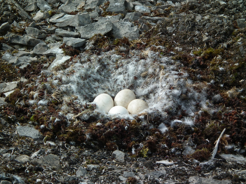 Snow Goose Nest