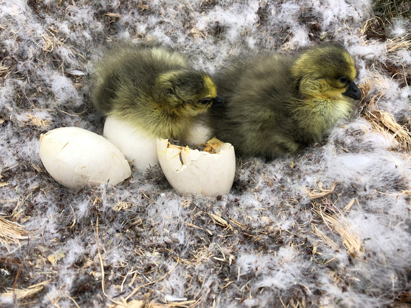 Snow Geese Chicks.