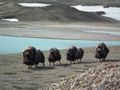 March of the Musk Ox