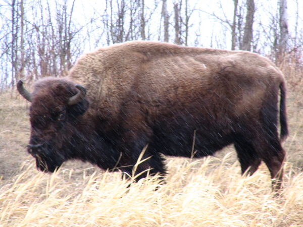 Bison at Elk Island Nat.Park