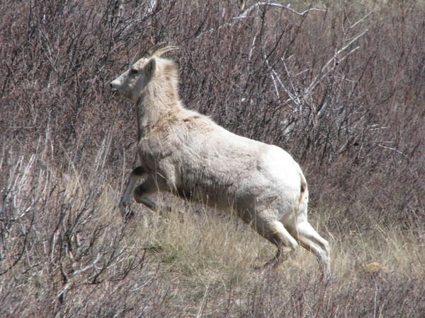 Bighorn Sheep at Waterton
