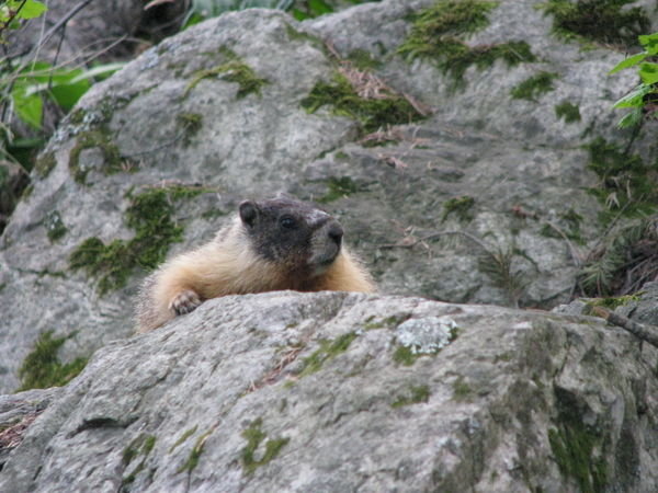our Marmot friend