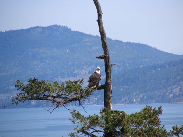 Eagle on side of road