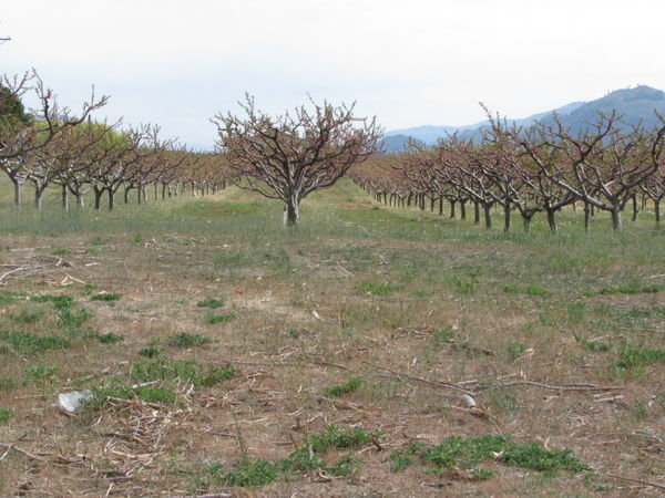 Orchards in Osoyoos