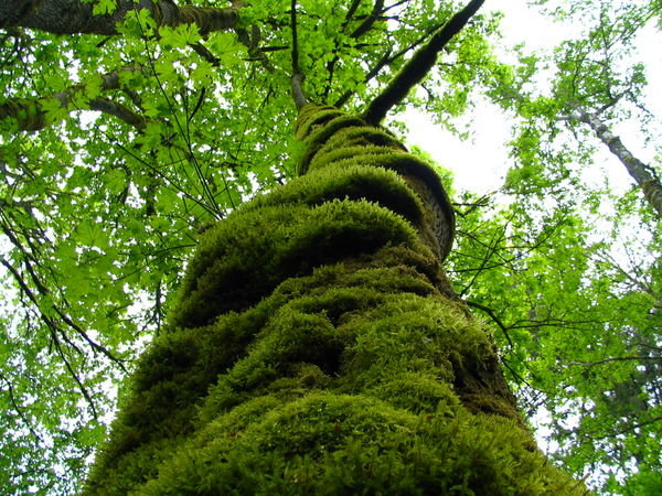 mossy forest on our walk to town