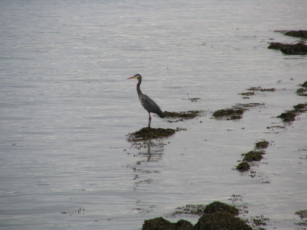 Grey Heron waiting for lunch