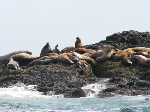 sea lions on our boat tour (Ucluelet)