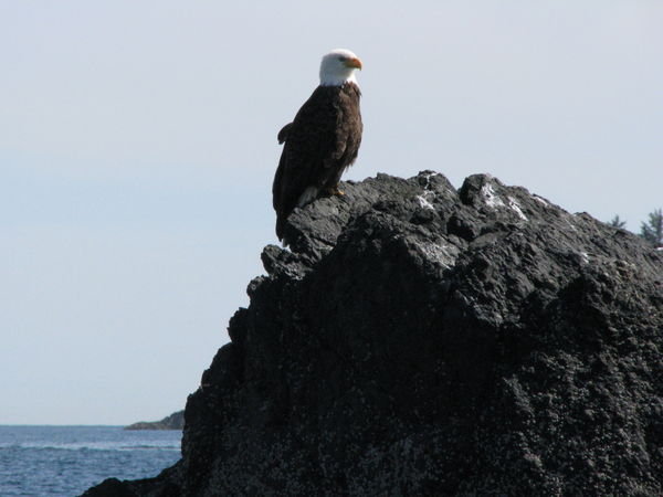 bald eagle on our boat tour