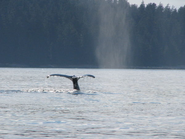humpback whale (just a youngling!)